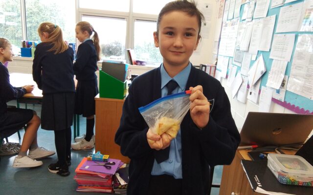 The Digestive System Experiment